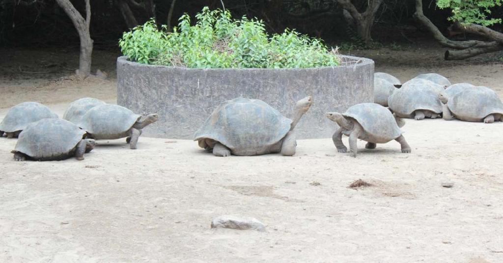 You will visit The Fausto Llerena tortoise breeding center, that is located in Puerto Ayora.