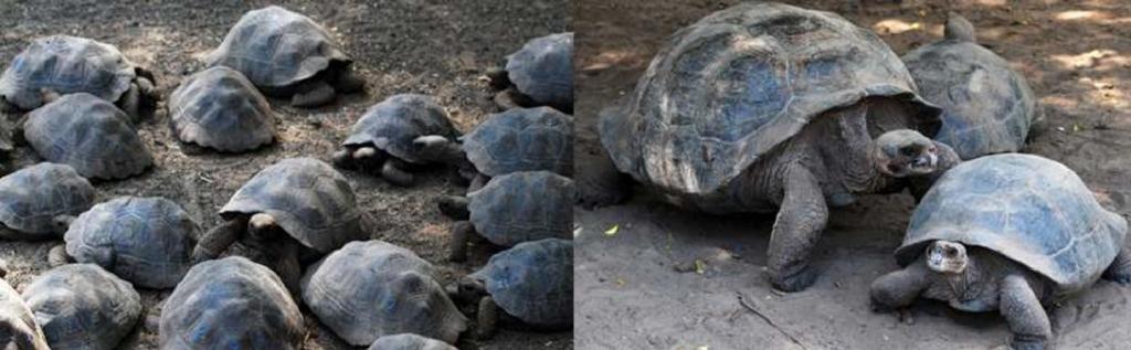turtles. It has been the primary center for the Galapagos Tortoise Breeding Project.