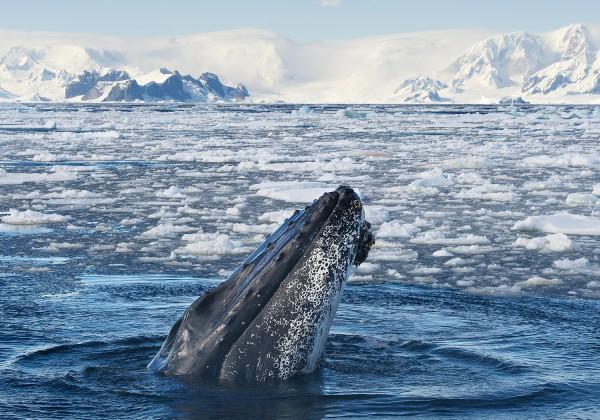 Antarctic adventure, passing by spectacular snowcapped peaks and colonies of penguins and fur seals gathered on rocky outcrops Drake Passage A historically challenging channel of water which marks