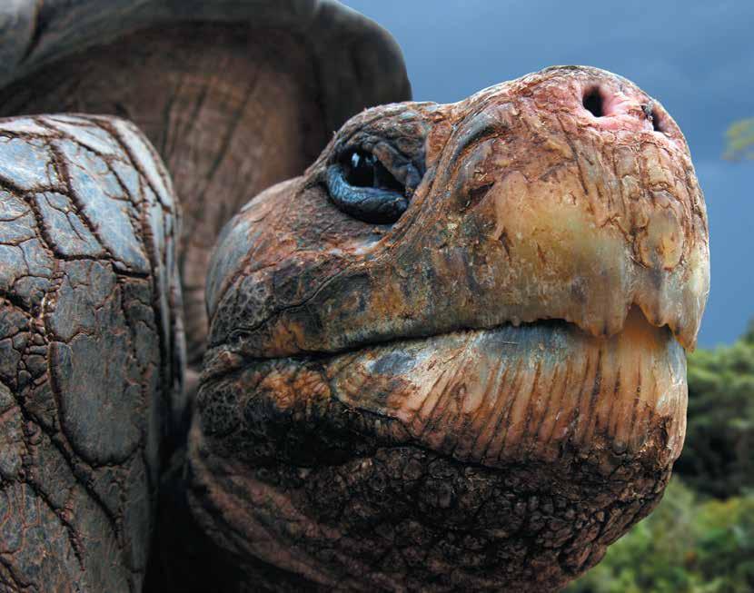 The Ultimate Wildlife Safari A wildlife experience that cannot be surpassed! Combine the best of the Galapagos s and Antarctica for the ultimate wildlife adventure.