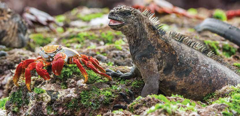 Ultimate Wildlife Explorer 22 Days* Classic Galapagos + Antarctic Explorer Galapagos After a day spent snorkelling or perhaps walking over lava fields, relax in the on board jacuzzi or enjoy a sunset