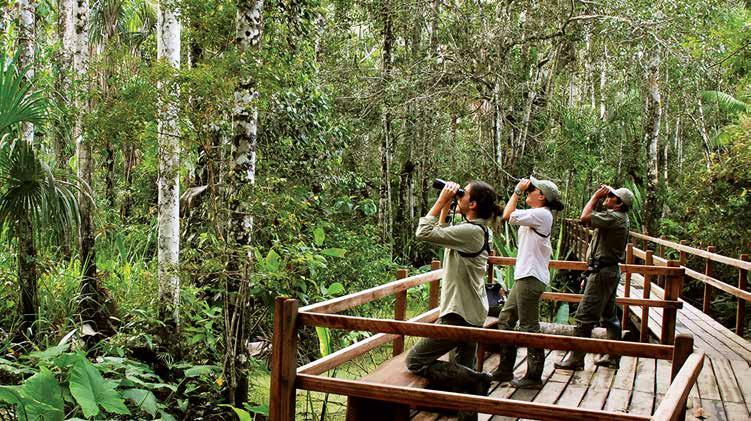 The lodge is located in a 200 hectare private reserve within the buffer zone of the Tambopata National Reserve.