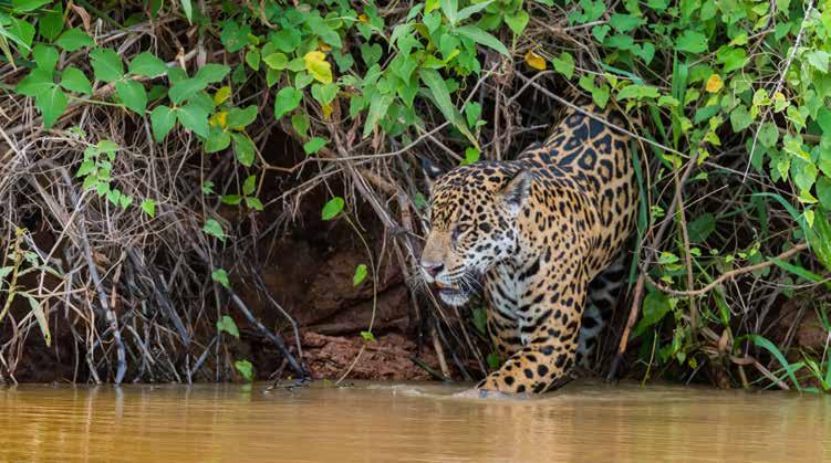 BRAZIL Standard $3,213 Departs: July to October Accommodation on a twin shared basis Full board from Cuiaba Airport Guided Excursions Jaguar House Boat Experience One of the most exciting experiences