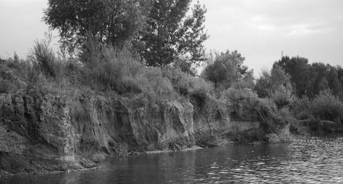 Dio stijene na kojoj gnijezde obalne lastavice na šljunčari Ivanovec novca i Štefanca, te ostalih naselja kanala i izgradnje hidroelektrana. Međimurja.