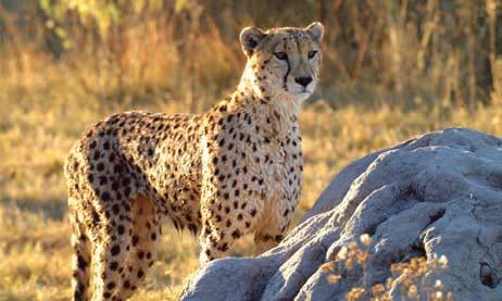 Cheetahs are rare in this reserve due to high hyena and lion populations. (Photo J. Mossymere). Situation in protected areas (Fig.