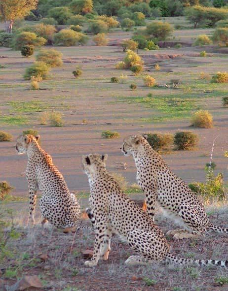 in each major habitat type in Botswana. The cheetah density estimates are highest in the Kalahari sandveld and it is generally assumed that cheetah numbers are greater in this region.