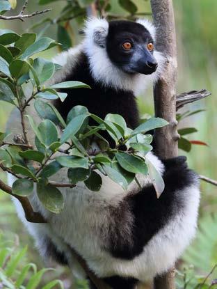 Madagascar s legendary uniqueness is reflected in its mammals, with every one of its 150 native terrestrial species being found nowhere else on the planet!