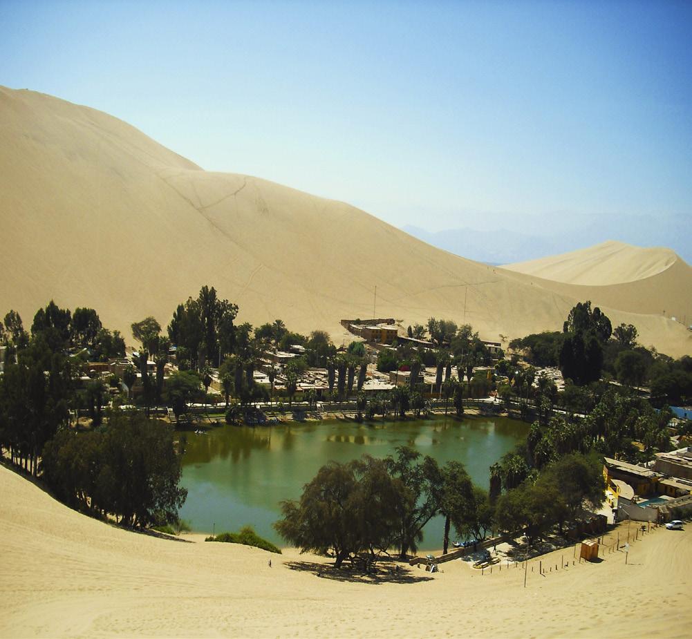 ...Coming from Day 17. Carob trees. Here we get to try out some buggy riding on the huge sand dunes surrounding this light hearted oasis town. Huacachina is also famed for its excellent sandboarding.