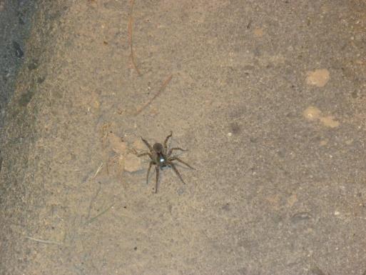IDENTIFICATION REQUEST WITH A POOR PHOTO Q: I can t ID this spider with the Internet pictures I found. Do you know what it could be?