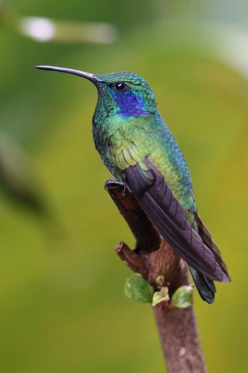 Monteverde is also justly famous for its amazing hummingbirds.