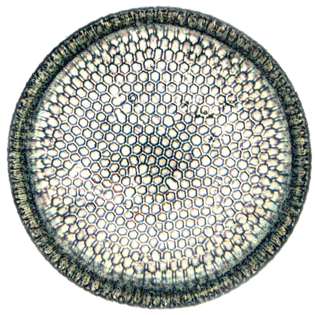 Many of the diatoms