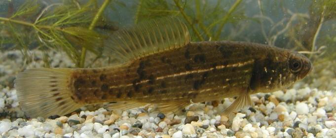 In Mura and Drava, 73 species of fish are founded.