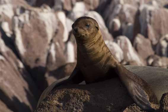 SWIMMING WITH SEA LIONS On many of our itineraries, you ll visit Los Islotes, a small volcanic island located just north of Espiritu Santo Island, which is home to approximately 400 resident