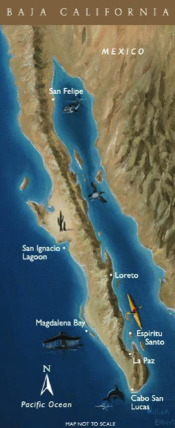 About Baja California Nearly 1,000 miles long, the peninsula of Baja juts out from mainland Mexico to form the second longest, most isolated peninsula in the world.