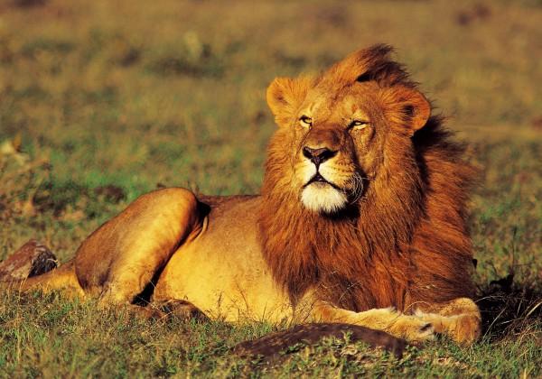 Days 2-5 : Serengeti & Ngorongoro Included Activity: Serengeti & Ngorongoro 3 day Excursion. Nairobi - Arusha (Tanzania).