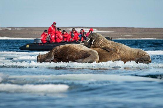 Day 5-11: Exploration of Franz Josef Land This is expedition cruising at its most authentic.