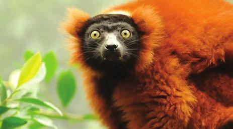 Madagascar, the epicenter of the island s unique biodiversity.