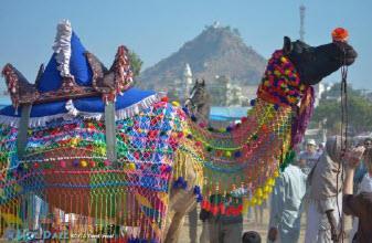 Day 09: 17 Nov 2018: Pushkar Day free at leisure in Pushkar to explore the Camel Fair. Stay Overnight in Pushkar.
