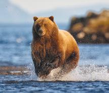 Bears of Brook Falls 3 Days / 2 Nights Fly to Brooks from Anchorage by floatplane.