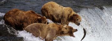 Day 2 Brooks Falls, Katmai National Park Bear viewing and Valley of the 10,000 Smokes guided tour. Day 3 Brooks Falls > Anchorage Morning is spent at leisure. Depart after lunch by floatplane.
