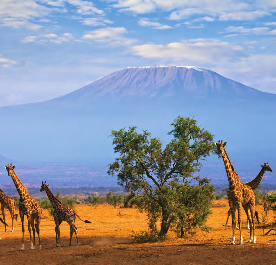CLASSIC SAFARI: KENYA & TANZANIA July 11-27, 2018 17 days from $8,996 total price from Boston, New York, Wash, DC ($8,295 air, land & safari inclusive plus $701 airline taxes and fees) This tour is