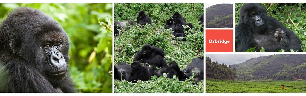Optional Extension: RWANDA MOUNTAIN GORILLA TREK Search for the gorillas that traverse the Virunga Mountains for the heart-pounding thrill of observing these giants in their natural habitat.