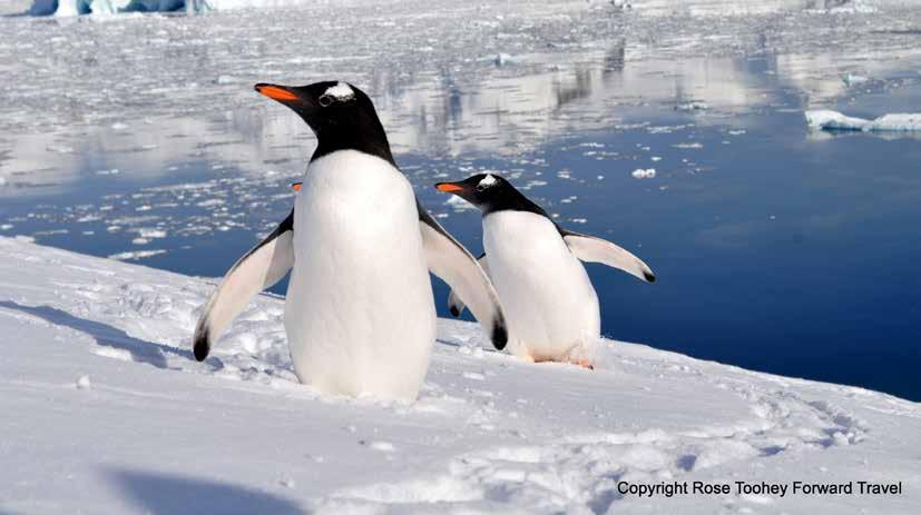EPIC ANTARCTIC VOYAGE Immerse yourself in the most complete Antarctic experience ever offered THE LONGEST VOYAGE OFFERED! Antarctica was simply superb.