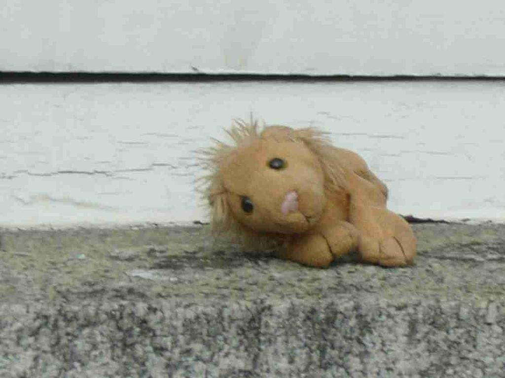 This lion cub was lying in a window This was