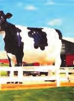 Purchased in 1917 by Frank Murphy and family who developed an outstanding dairy farm, orchard, park and housing. The Murphy Black and White Holstein herd were nationally famous in early years.
