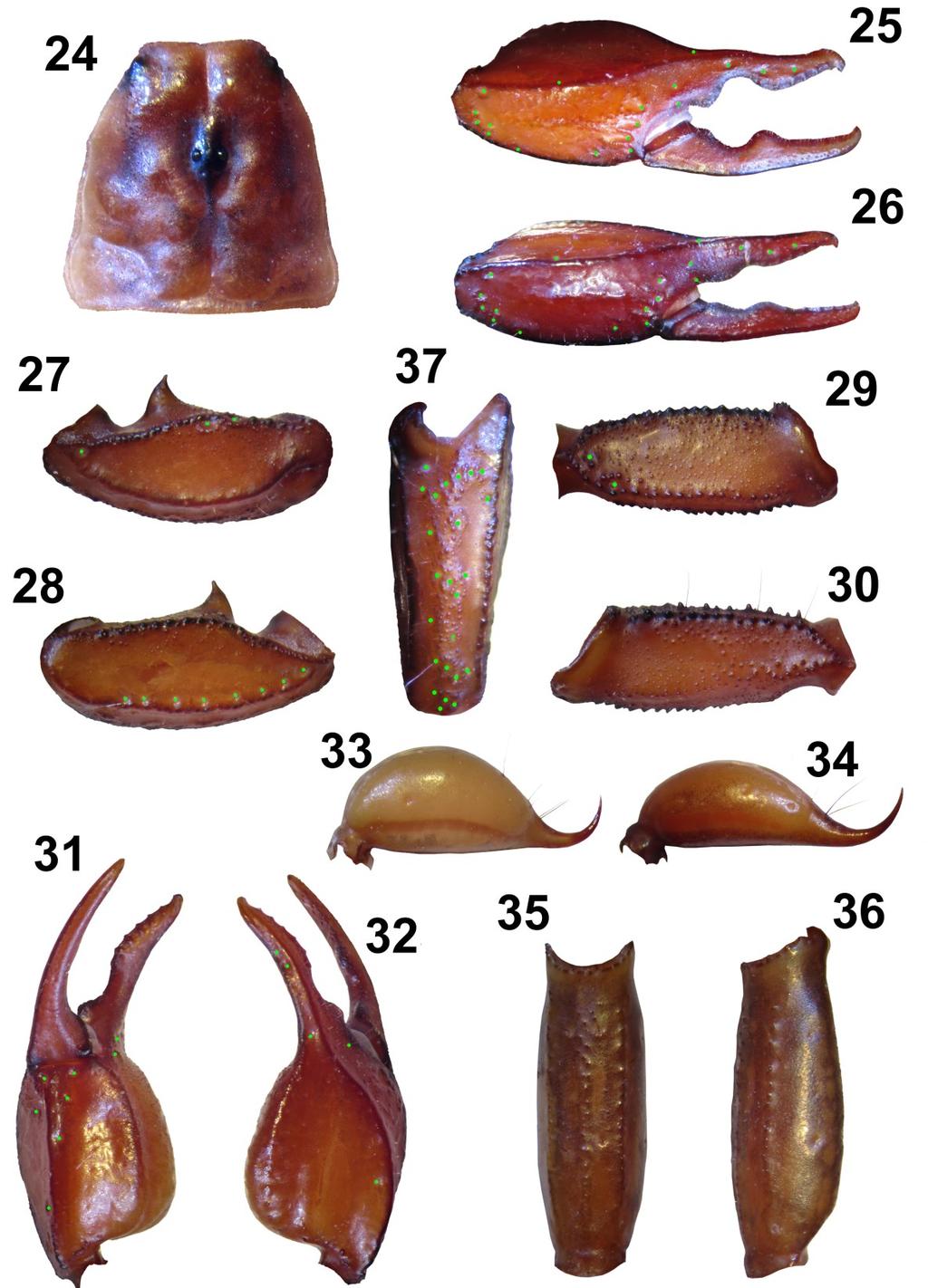 Tropea et al.: Three New Euscorpius From Greece 11 Figures 24 37: Euscorpius kinzelbachi sp. n. 24. Carapace. 25. External view of the chela of adult male. 26.