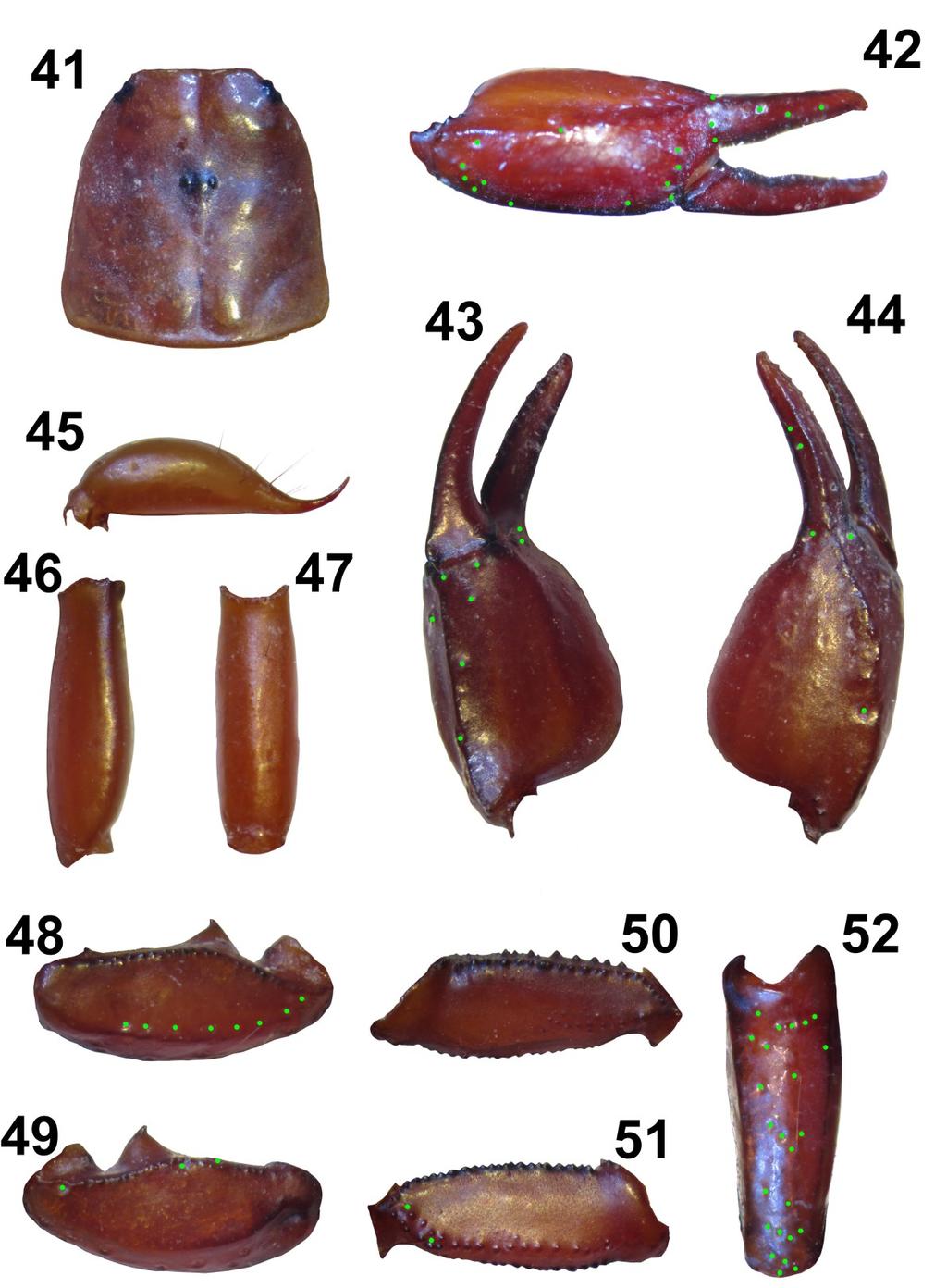Tropea et al.: Three New Euscorpius From Greece 15 Figures 41 52: Euscorpius vignai sp. n. 41. Carapace. 42. External view of the chela of adult female. 43. Ventral view of the chela. 44.