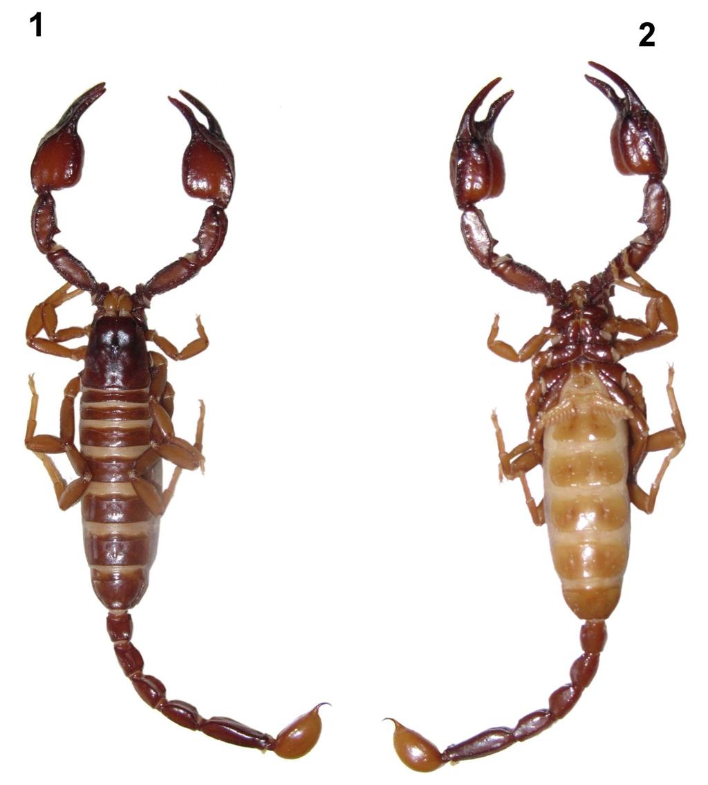 Tropea et al.: Three New Euscorpius From Greece 3 Figures 1 2: Euscorpius stahlavskyi sp. n., male holotype. 1. Dorsal view. 2. Ventral view.