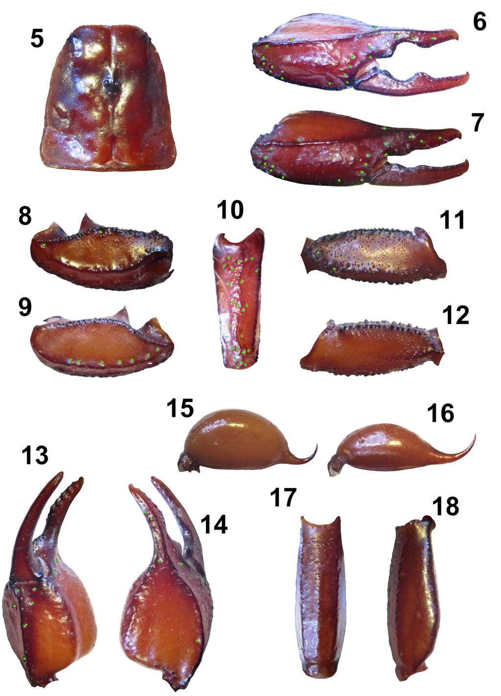 Tropea et al.: Three New Euscorpius From Greece 5 Figures 5 18: Euscorpius stahlavskyi sp. n. 5. Carapace. 6. External view of the chela of adult male. 7. External view of the chela of adult female.