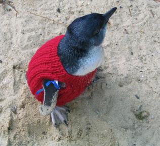 Adopt a penguin and join the thousands of people dedicated to the protection of little 