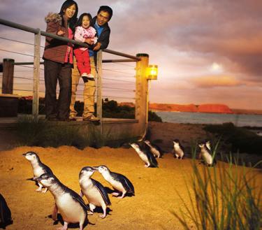 Enjoy up-close viewing of the little penguins as they make their way along the most popular pathway at the.