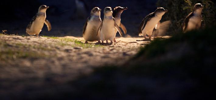 Limited to just 70 people, this world-first facility lets you watch the penguins through a viewing window at eye level, with the comfort and convenience of being indoors, undercover and out of the