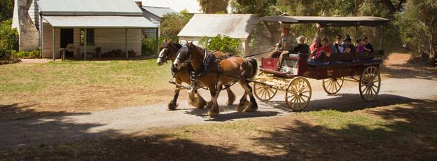 Wander the old homestead and experience the daily heritage farming activities including cow milking, sheep shearing, working dogs and whip cracking.