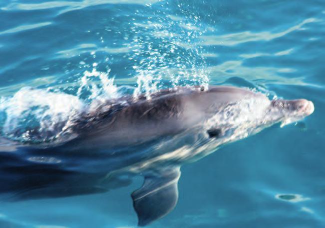 Duration: Full day / BBQ onboard Ile Plate Ilot Gabriel Far West The clear, warm waters along the west coast of Mauritius are a favourite playground for dolphins.