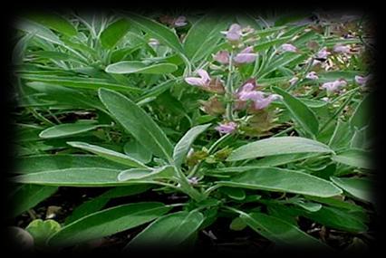 Medicinal herbs: 2000 plant species
