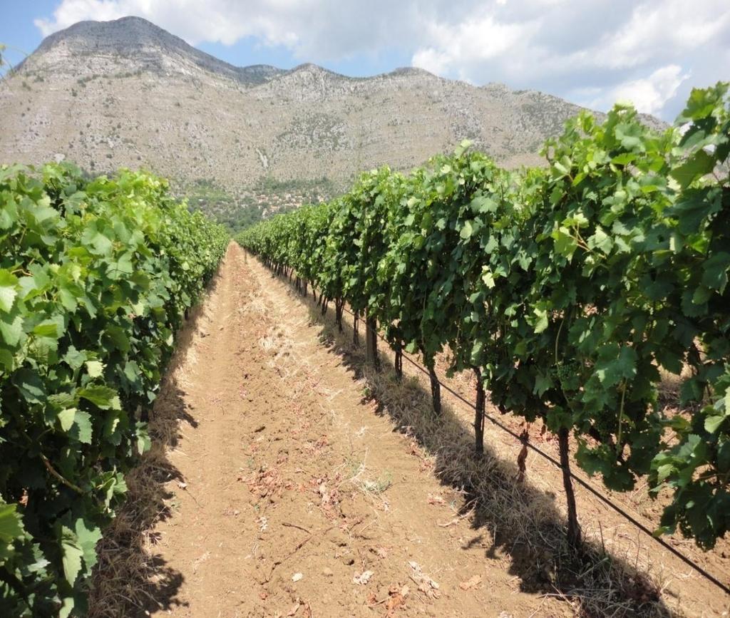 Tradition of viticulture in Herzegovina and ideal climatic conditions for grape growing enable achievement of top quality.