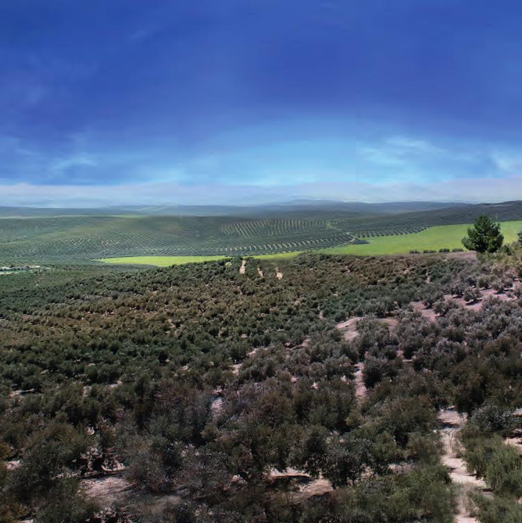 JAEN, THE LANDSCAPE OF THE OLIVE GROVE