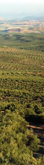 Our main allies are our neighbours, with whom we share the olive grove: Sevilla, Granada, Málaga and Córdoba.
