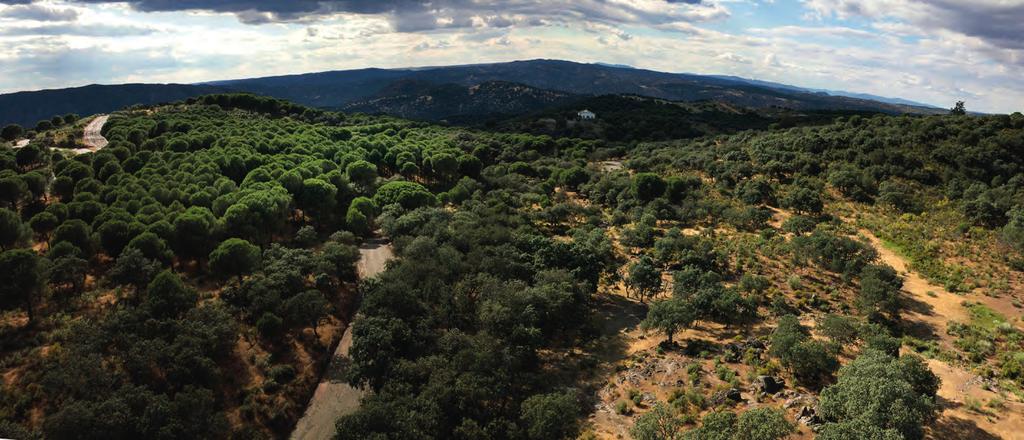 OLEOTOURJAEN Jaén, the world s leading producer of olive oil, offers visitors the ideal setting for oil tourism, with a wide range of experiences relating to olive growing and oil.
