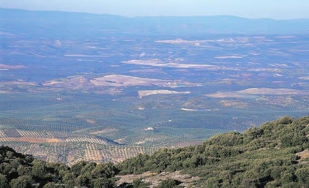 CULTURAL LANDSCAPE OF THE OLIVE GROVE, WORLD HERITAGE The same horizon that inspired the verses of such universal poets as Antonio Machado and Miguel Hernández, or the work of painters like Rafael