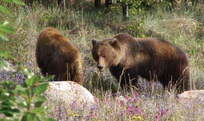 Kluane National Park and Reserve of Canada Management Plan 17 4.0 Vision Statement Grizzly bears. H.