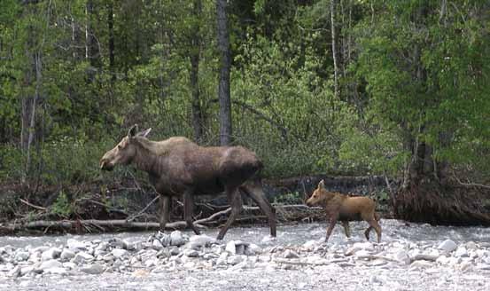 Kluane National Park and Reserve of Canada Management Plan 39 6.0 Area Management Approach Moose and calf. Parks Canada/B.