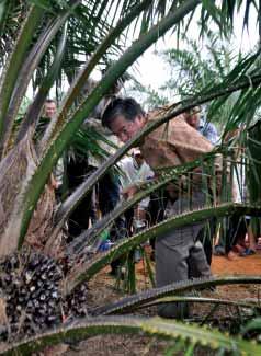 A maiden harvesting ceremony was held on 8 July at the Mulia estates in Ketapang, West Kalimantan.