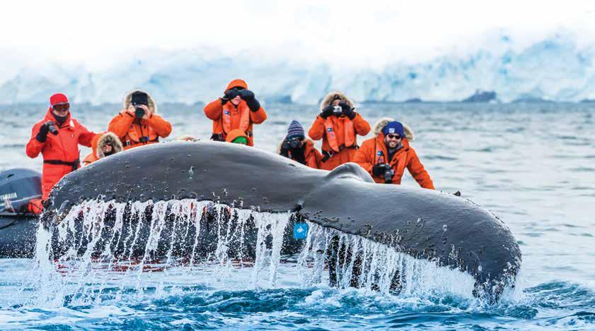 ANTARCTICA, SOUTH GEORGIA, AND THE FALKLANDS 24 DAYS/21 NIGHTS ABOARD NATIONAL GEOGRAPHIC EXPLORER AND NATIONAL GEOGRAPHIC ORION PRICES FROM: $23,990 to $47,720 (See pages 44-45 for complete National