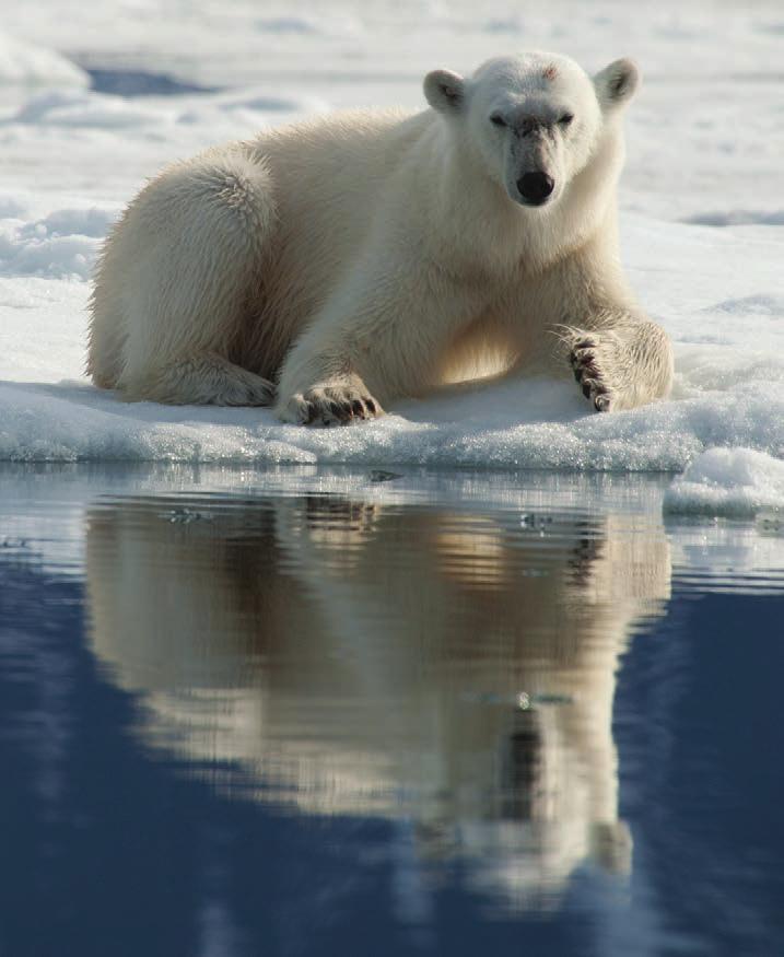 Discover Spitsbergen & the Arctic!