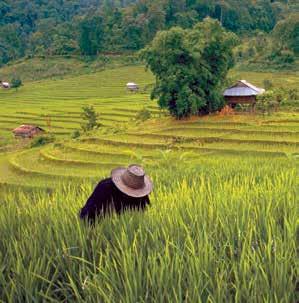 Over 2,000 years old, these rice fields produce a yield per acre that is amog the highest i the world.